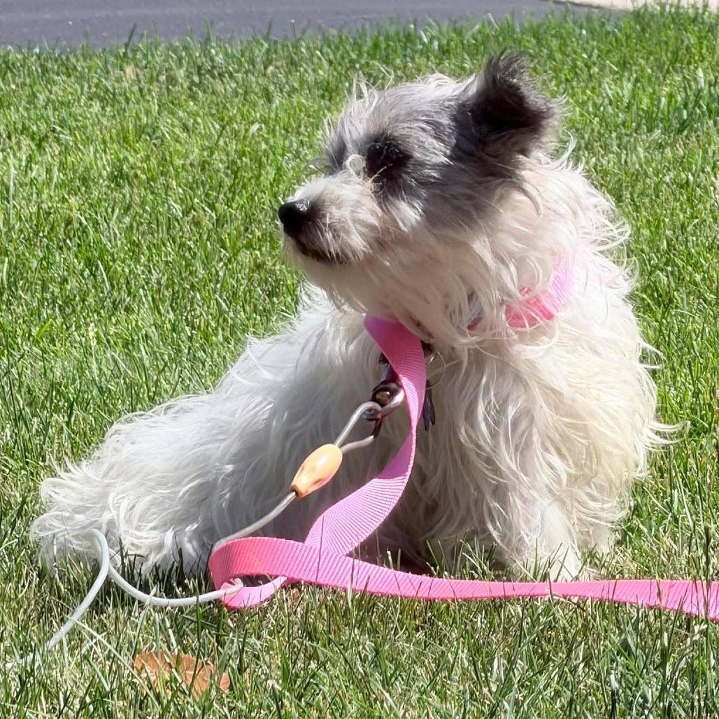 Enlarge Ingrid Bergman, a Adoptable mixed breed in St. Charles, IL image 6/6