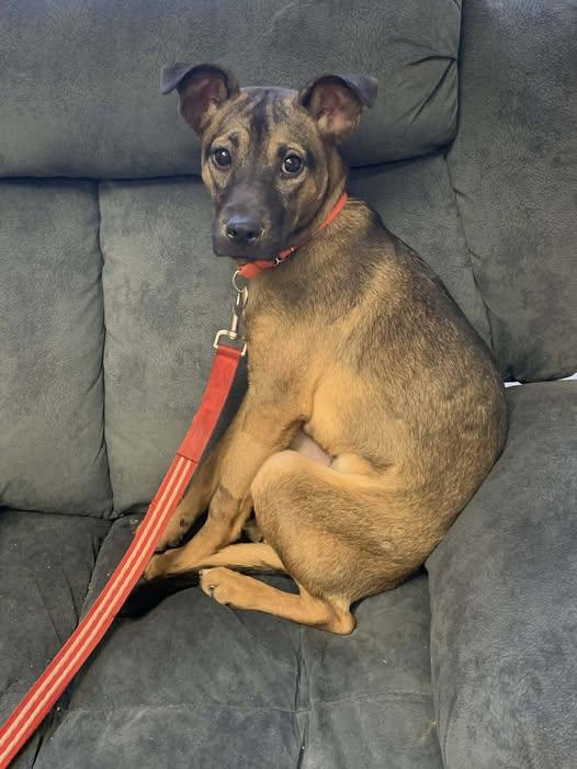 Enlarge Glimmer , a ADOPTABLE mixed breed in Chardon, OH image 1/1