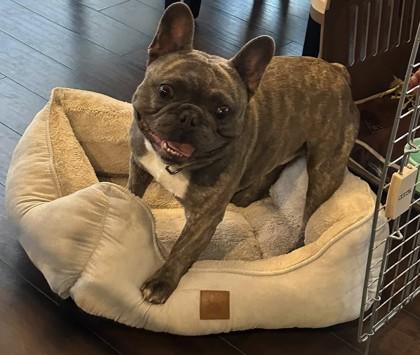 SAMMY SMOOCHES - pending