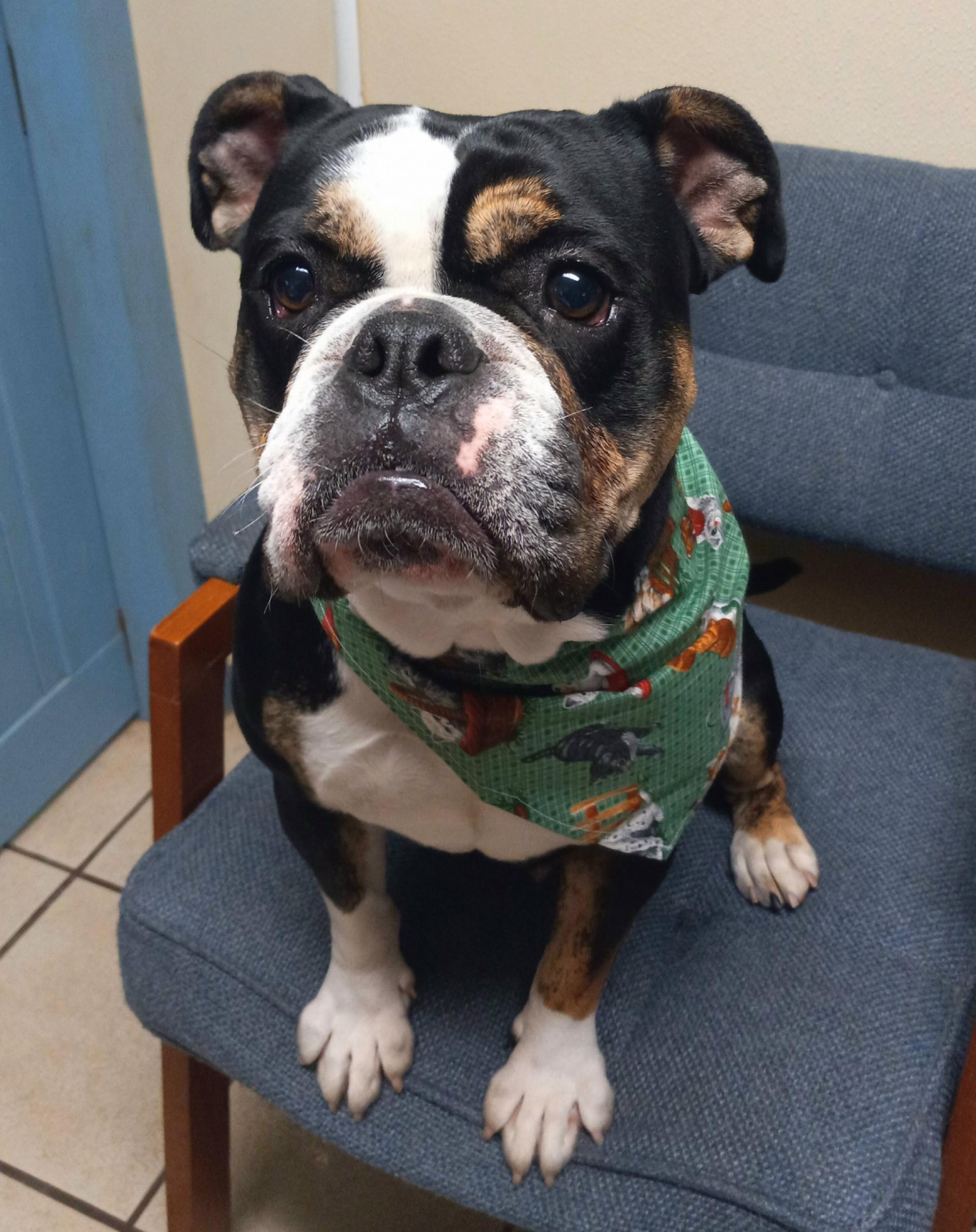 Quinn, Adult Female English Bulldog
