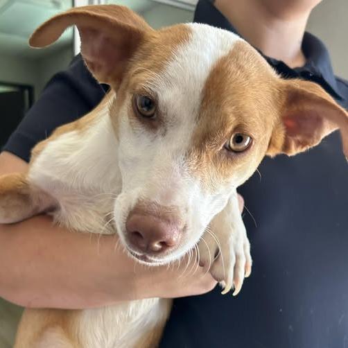 26-734, Adoptable, Puppy Male Chihuahua & Mixed Breed.