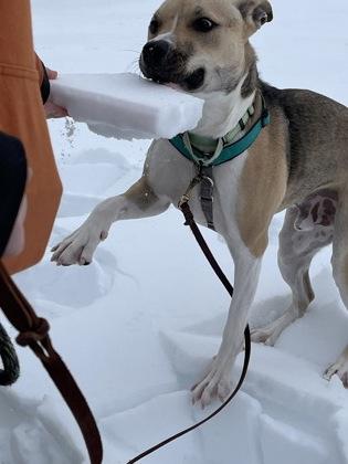 Hunter - Available in Foster, Adoptable, Young Male Shepherd & Mixed Breed.