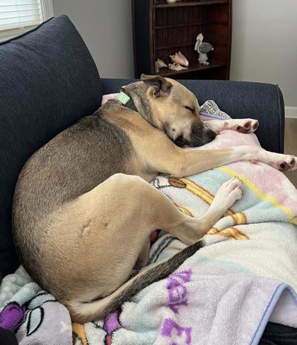 Enlarge Hunter - Available in Foster, a Adoptable mixed breed in Madison, NJ image 2/3