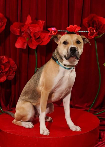 Enlarge Hunter - Available in Foster, a Adoptable mixed breed in Madison, NJ image 3/3