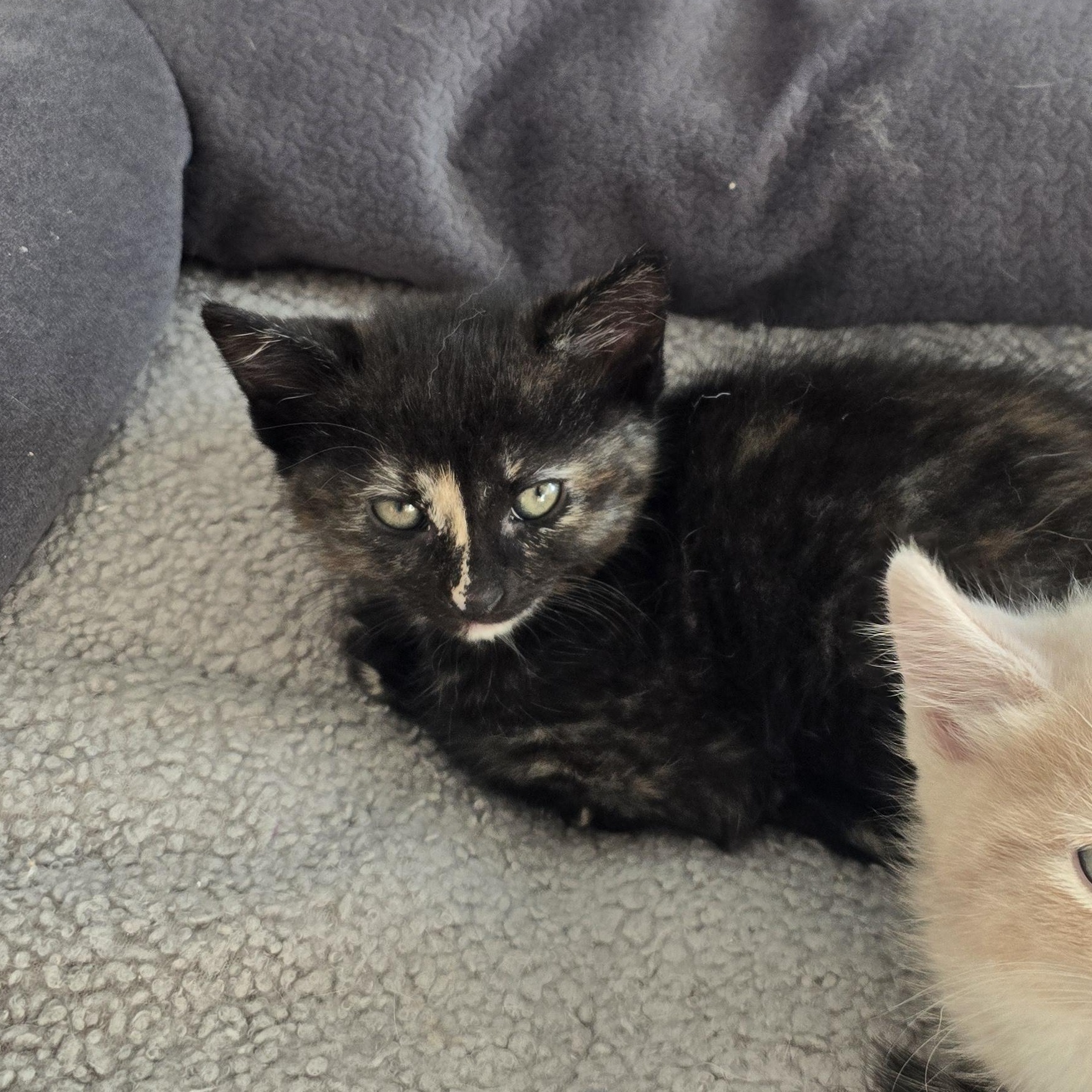 Sloane , a ADOPTABLE Tortoiseshell in Woodbridge, NJ image 2/2
