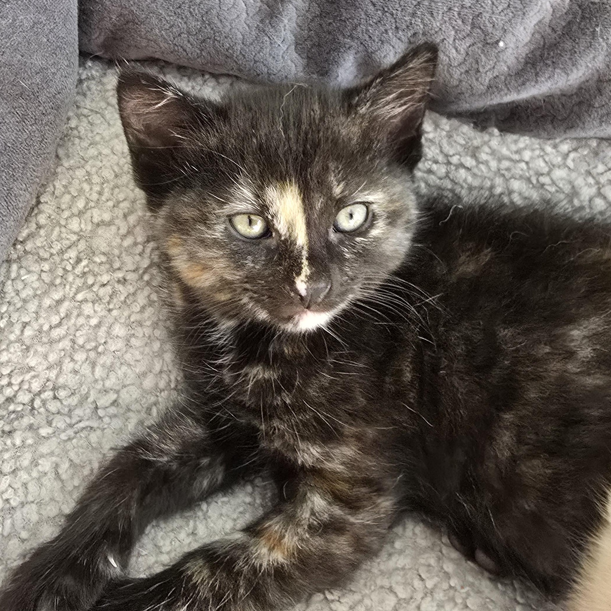 Sloane , ADOPTABLE, Kitten Female Tortoiseshell.