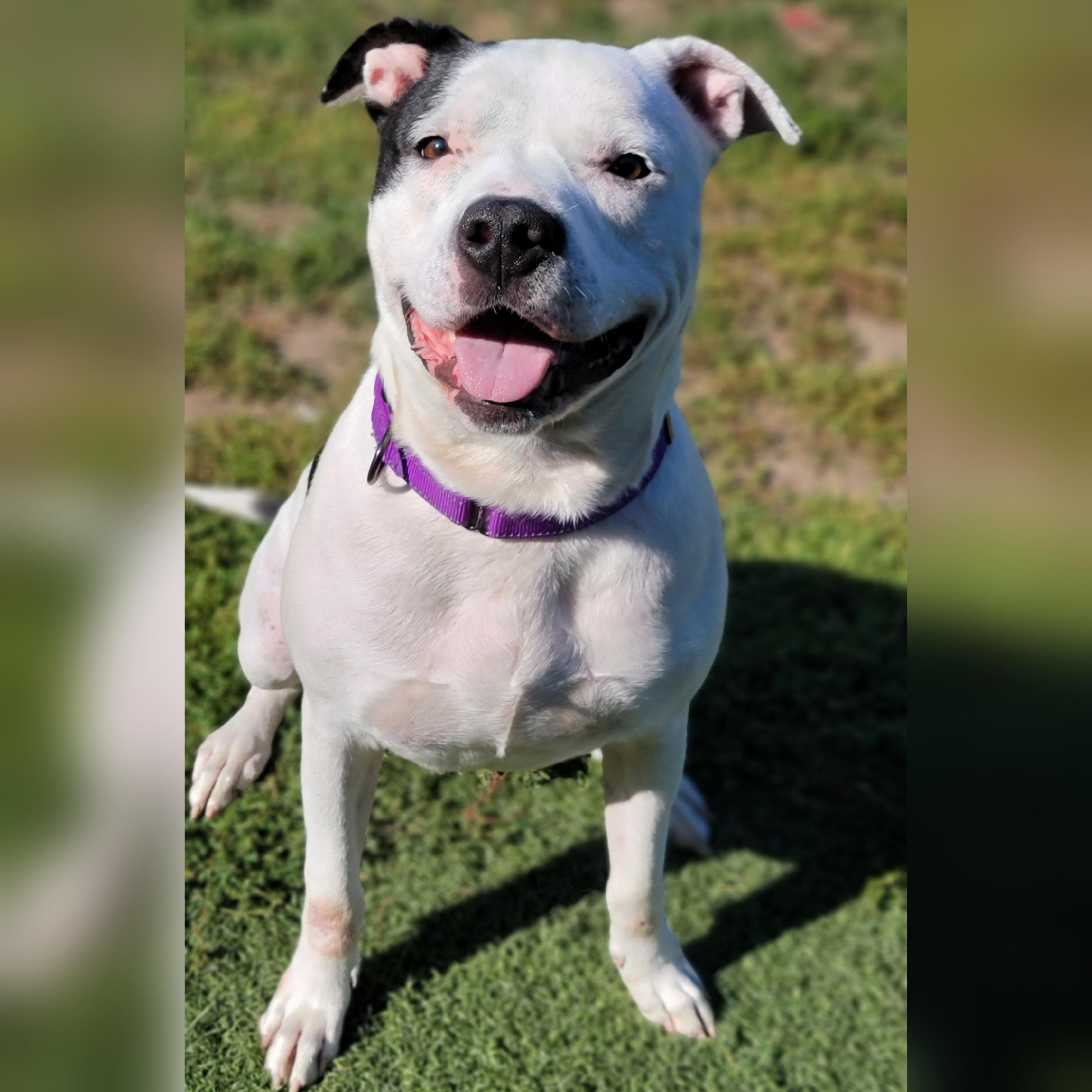 Zeus, Adoptable, Adult Male Pit Bull Terrier.