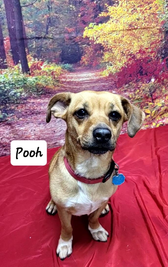 Enlarge Pooh, a Adoptable mixed breed in Urbana, OH image 1/2