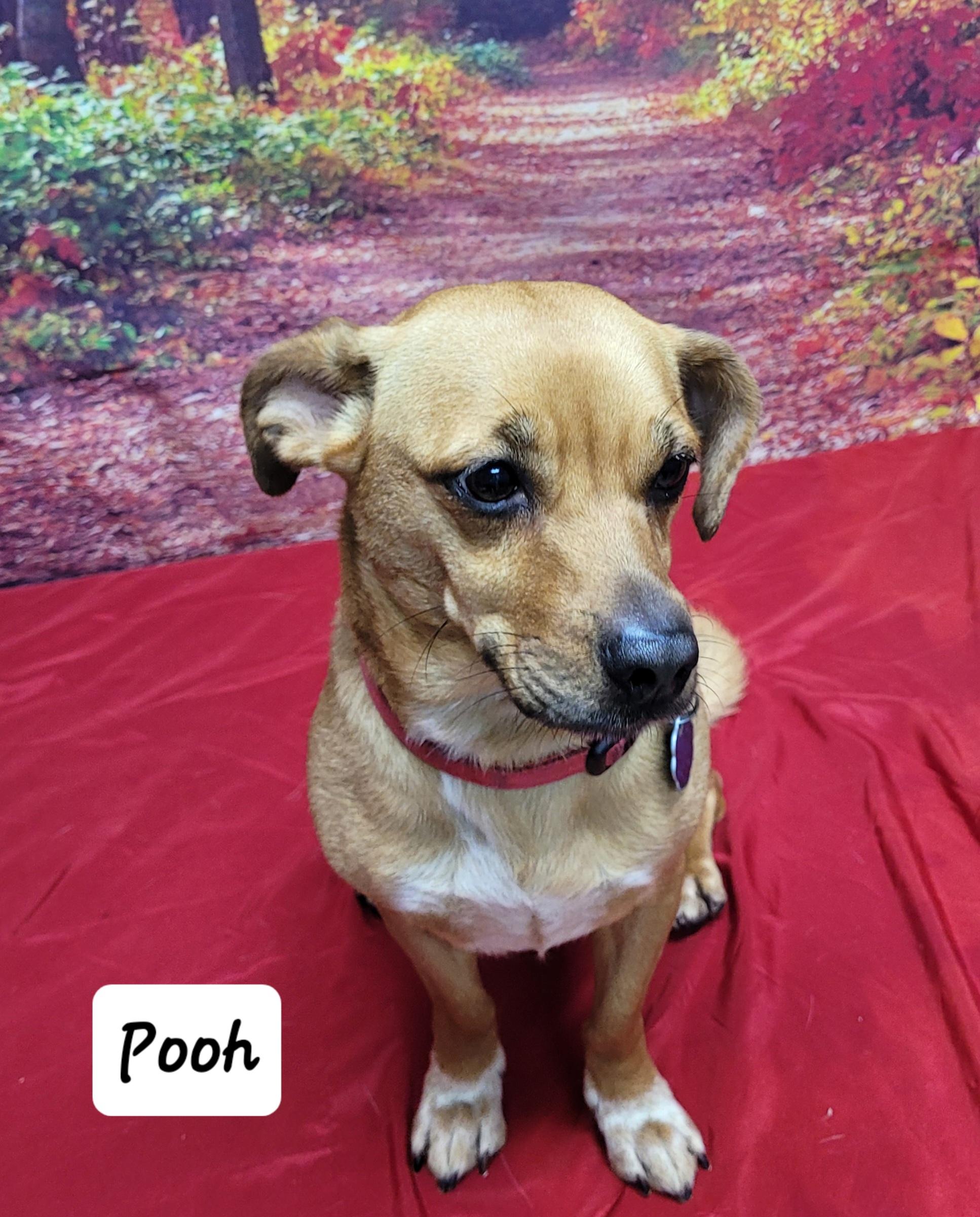 Enlarge Pooh, a Adoptable mixed breed in Urbana, OH image 2/2