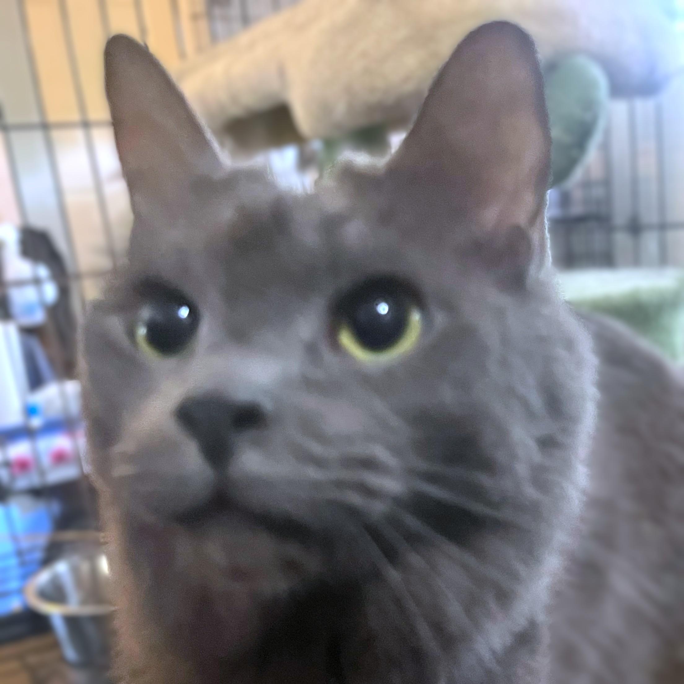 Enlarge MR. BLUE GUY, a ADOPTABLE mixed breed in Danbury, CT image 2/2