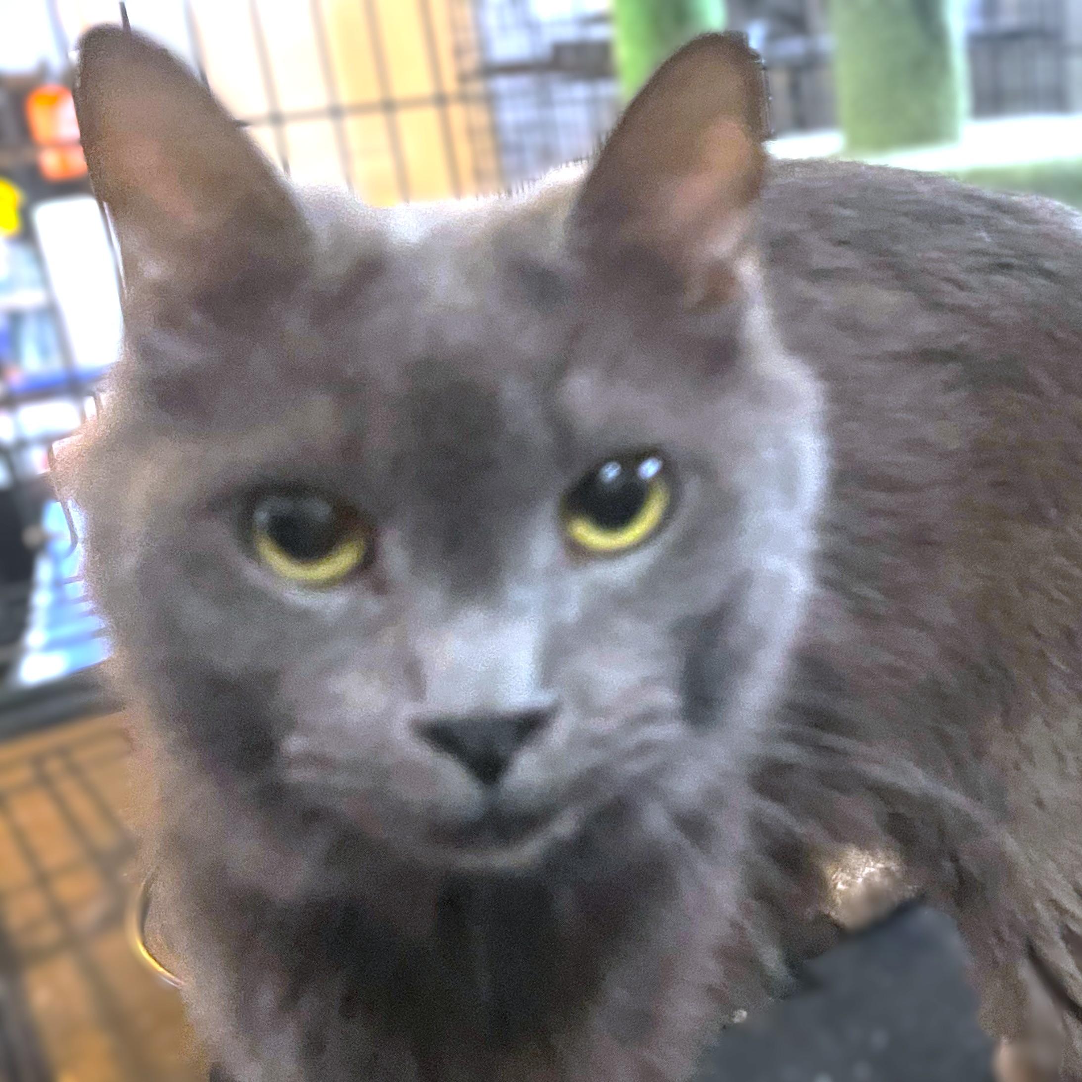 Enlarge MR. BLUE GUY, a ADOPTABLE mixed breed in Danbury, CT image 1/2