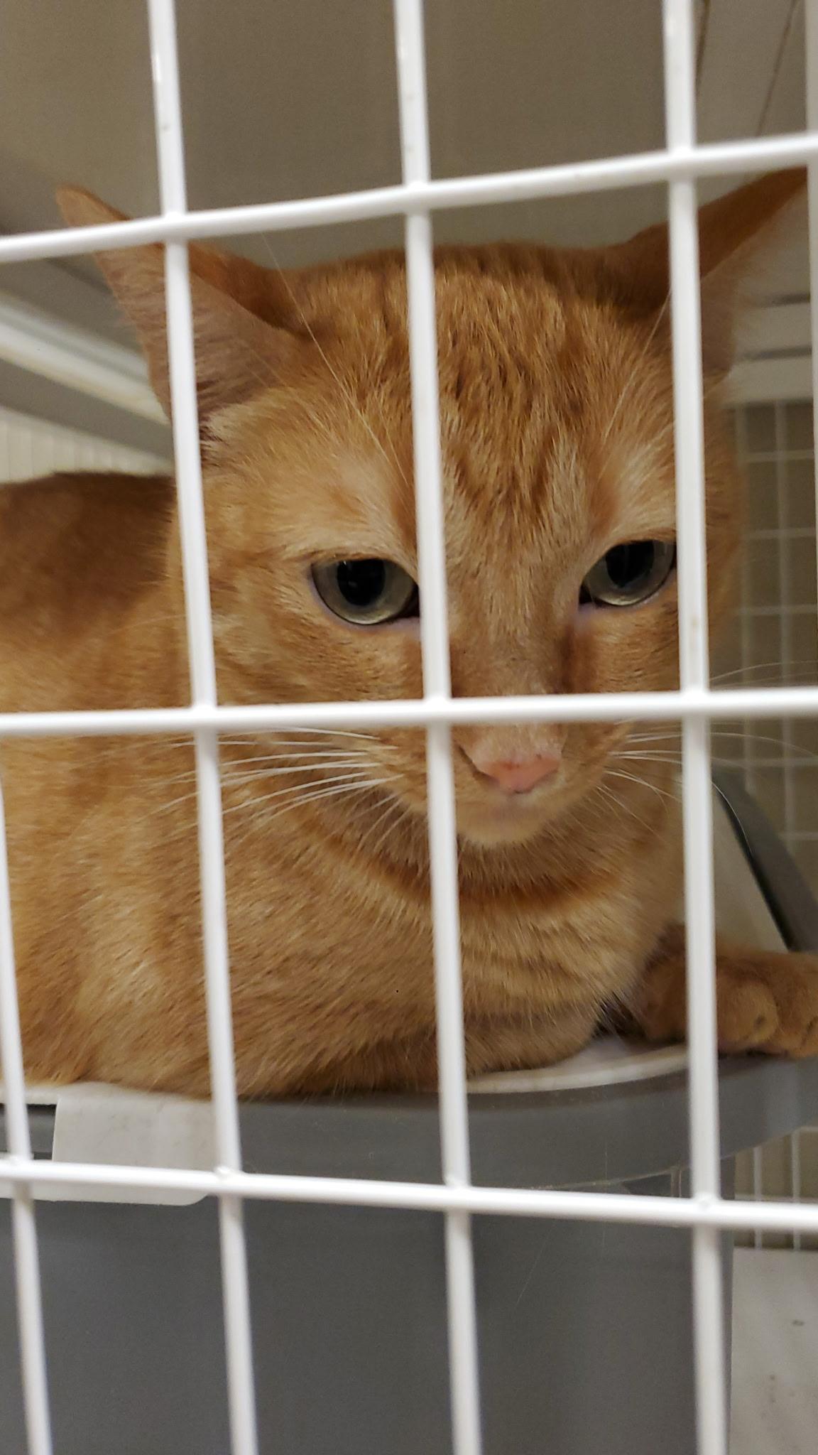 Enlarge Ginger, a Adoptable Domestic Short Hair in Zimmerman, MN image 2/2