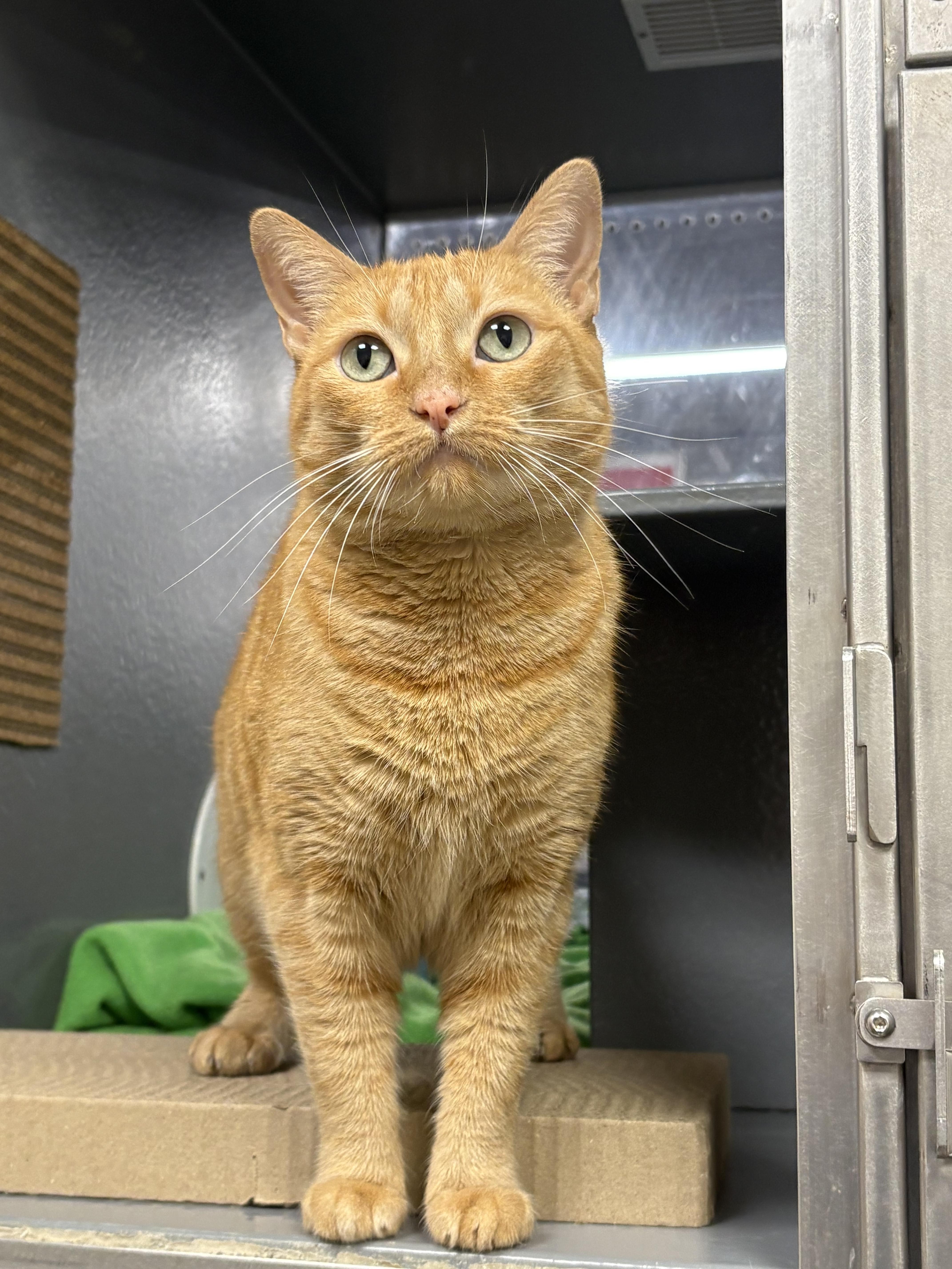 Ginger, Adoptable, Adult Female Domestic Short Hair.