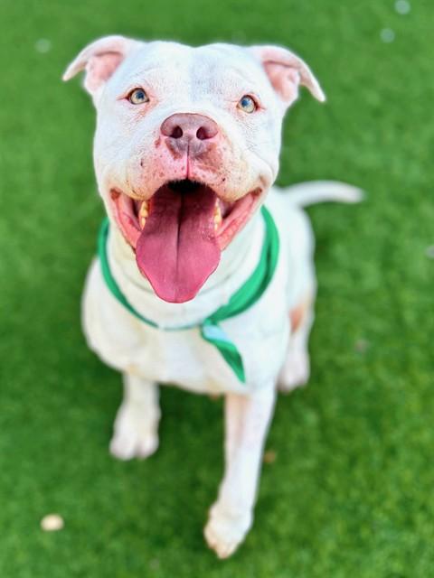 Enlarge AMBER, a Adoptable Pit Bull Terrier in Agoura, CA image 1/1