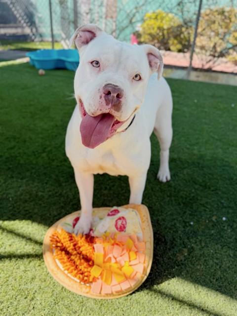 AMBER, Adoptable, Young Female Pit Bull Terrier.