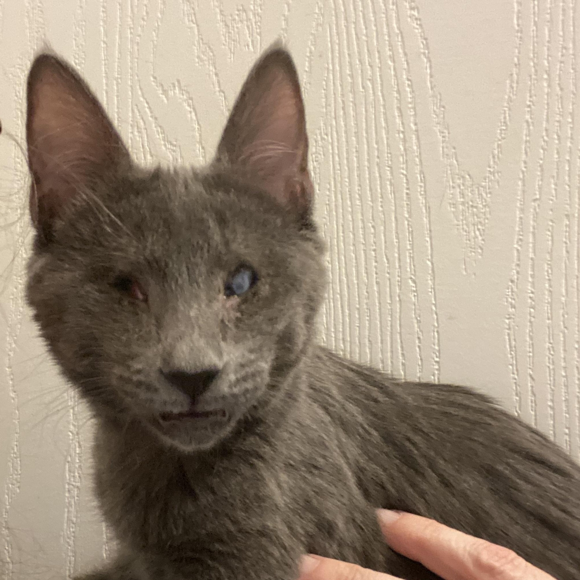 Buffy & Willow , Adoptable, Kitten Female American Shorthair.