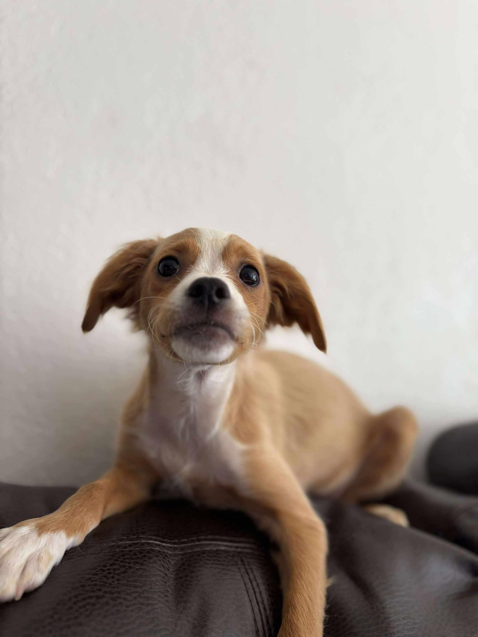 Lilac, Adopted, Puppy Female Silky Terrier & Chihuahua.