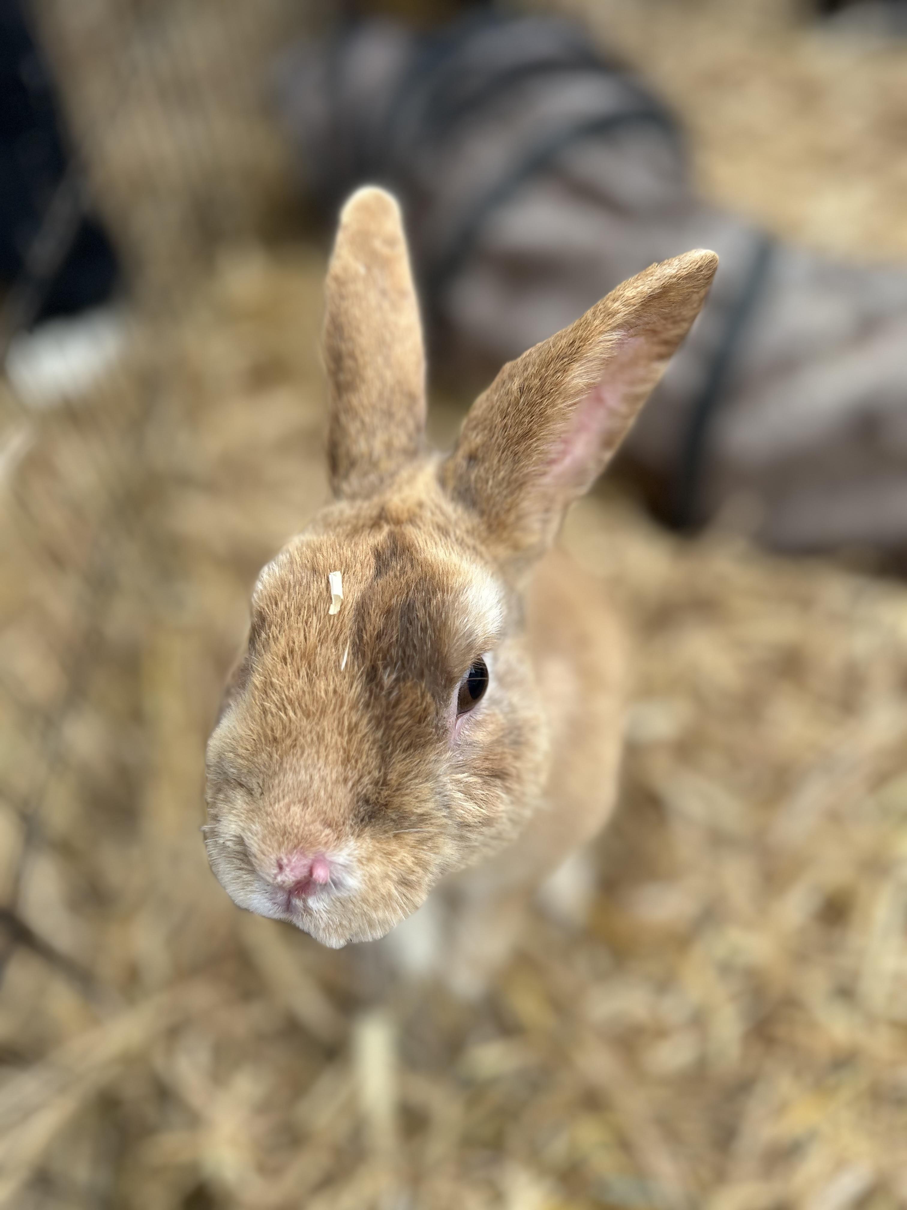 Chester, ADOPTABLE, Young Male Polish.