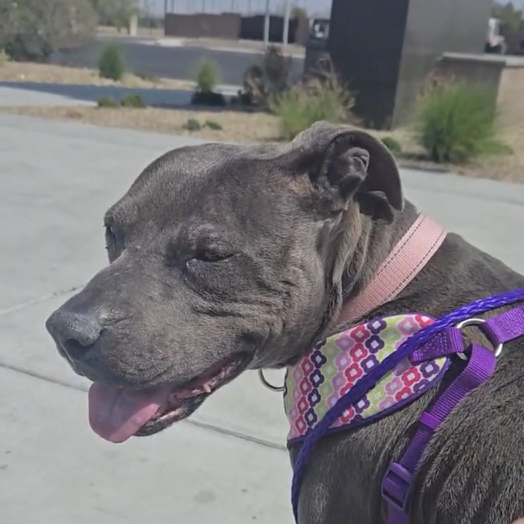 Enlarge Gloria, a Adoptable Pit Bull Terrier in Pahrump, NV image 1/3