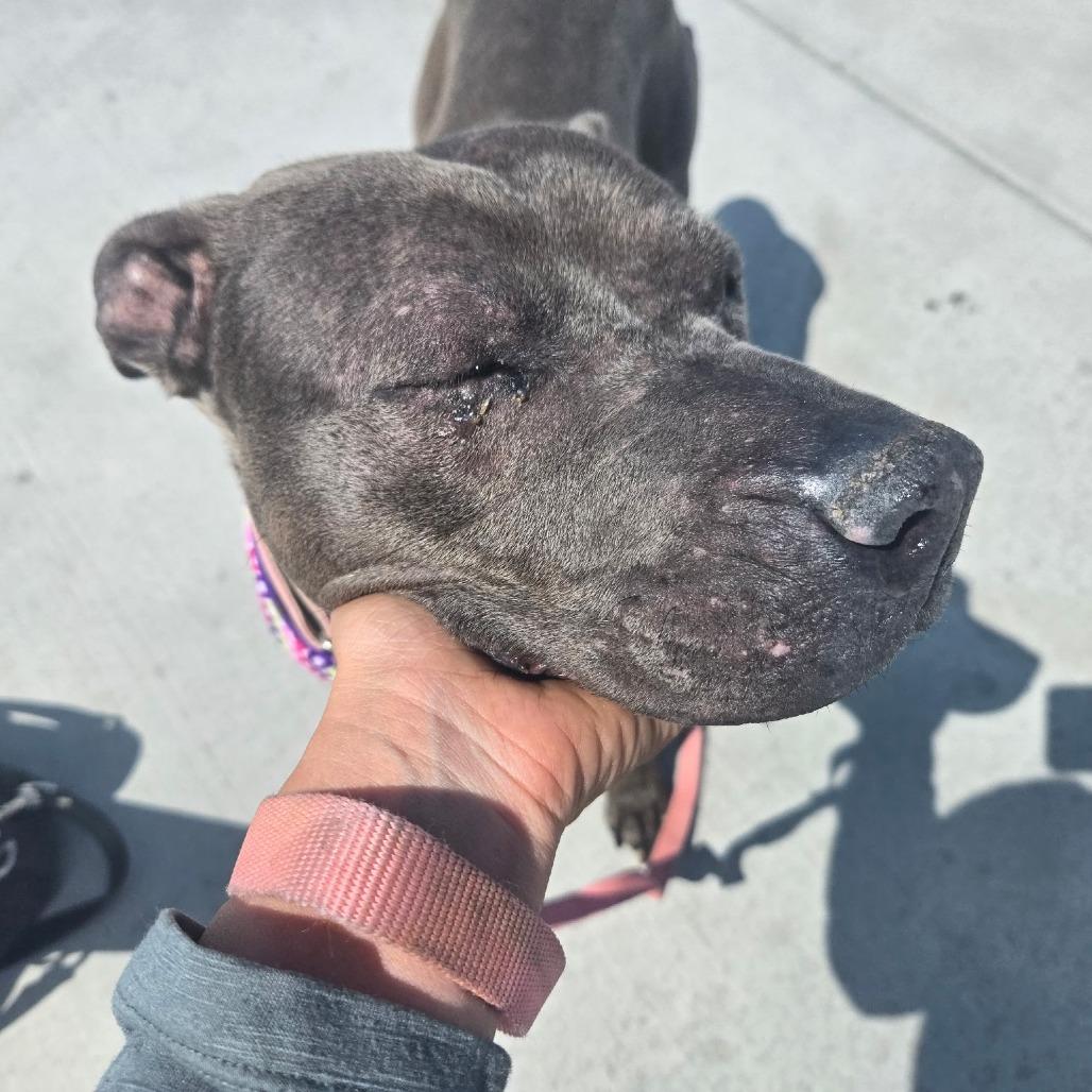 Enlarge Gloria, a Adoptable Pit Bull Terrier in Pahrump, NV image 2/3