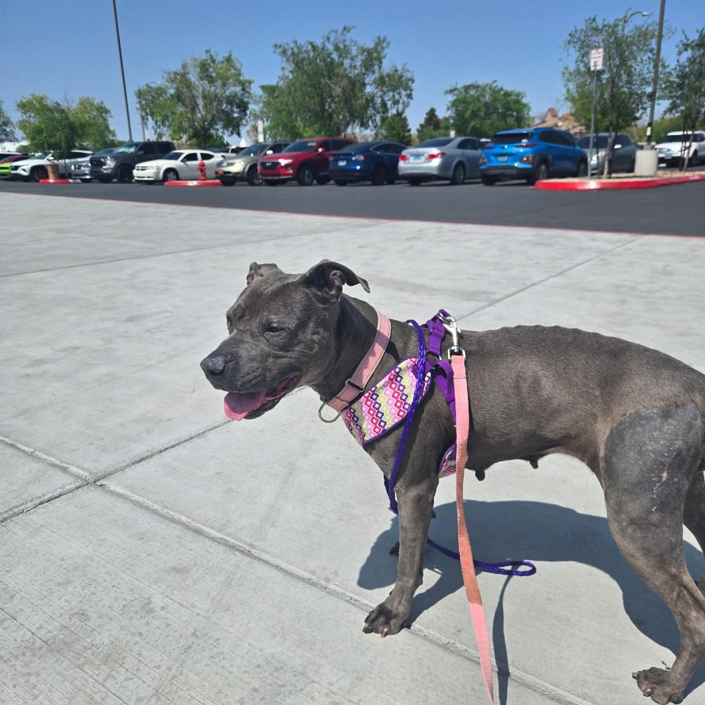 Enlarge Gloria, a Adoptable Pit Bull Terrier in Pahrump, NV image 3/3