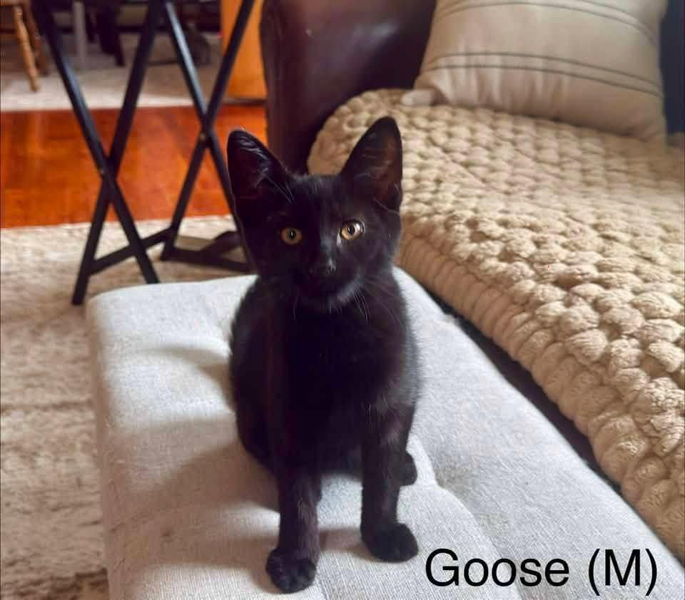Enlarge Goose, a ADOPTABLE Domestic Short Hair in Breinigsville, PA image 1/1
