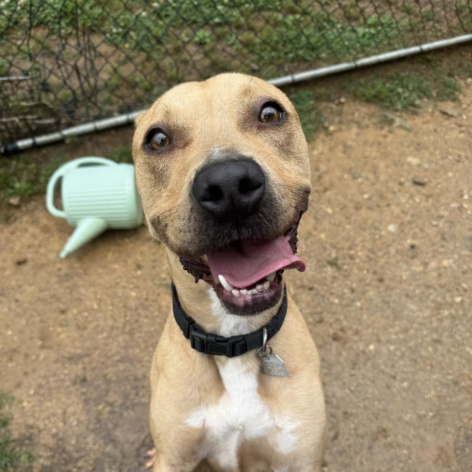 Peggy Schuyler, Adoptable, Adult Female Mixed Breed.