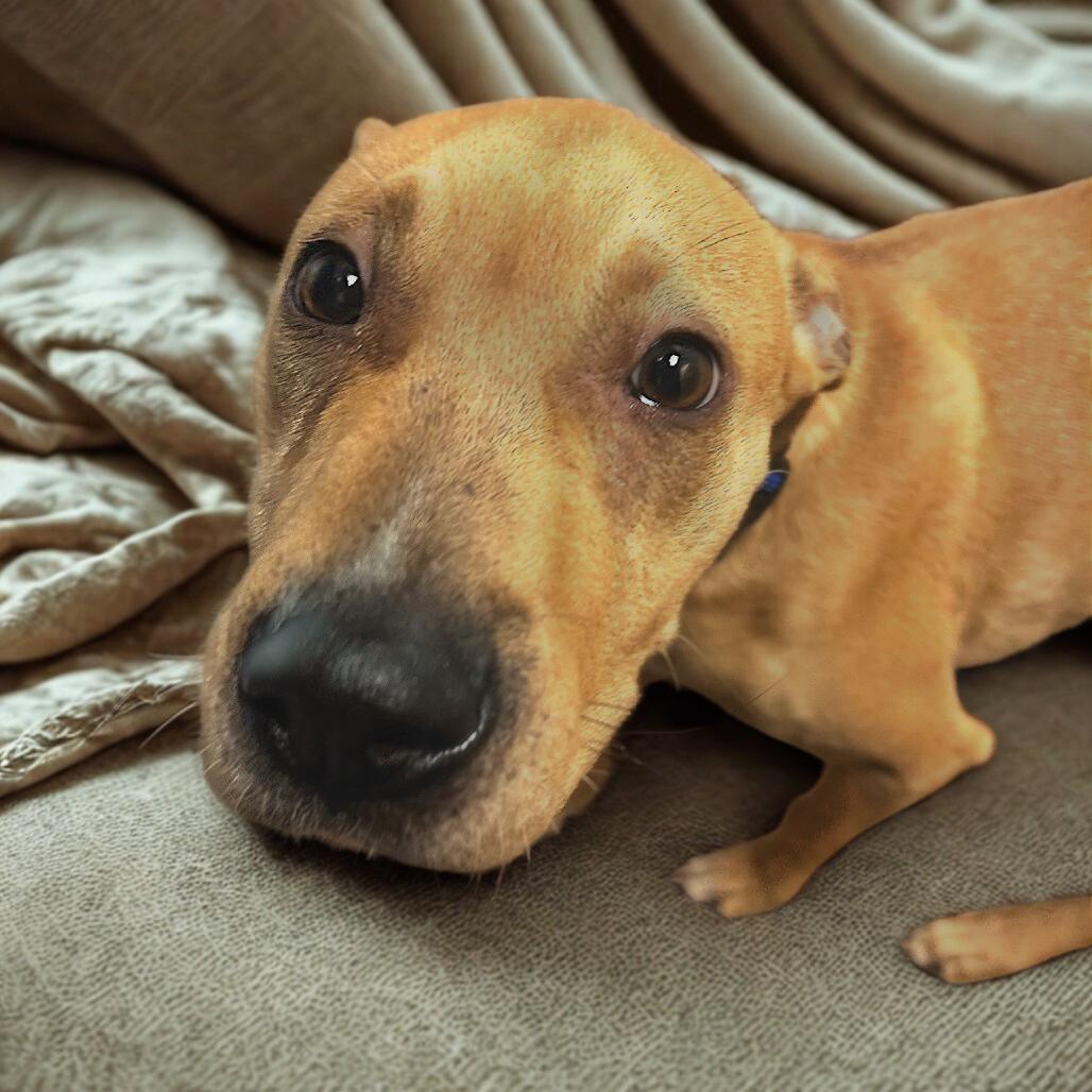 Enlarge Peggy Schuyler, a Adoptable Mixed Breed in Chattanooga, TN image 1/6