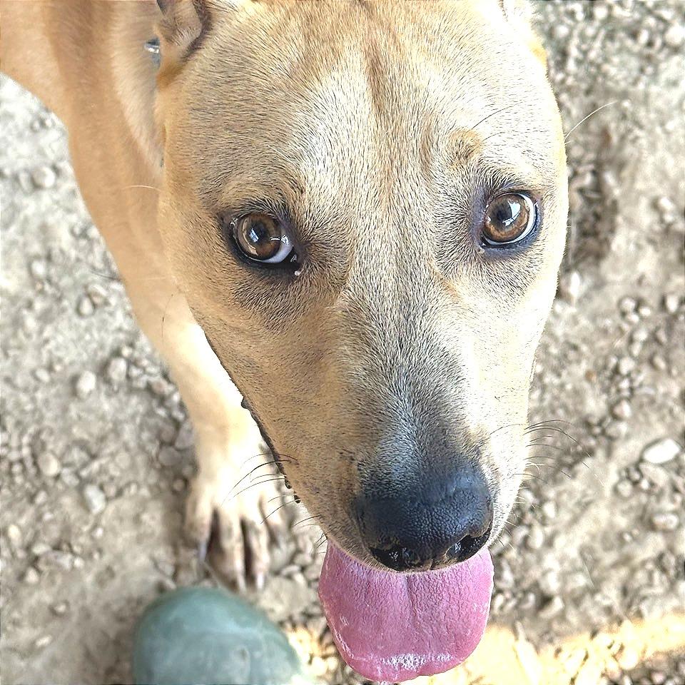 Peggy Schuyler, Adoptable, Young Female Mixed Breed.