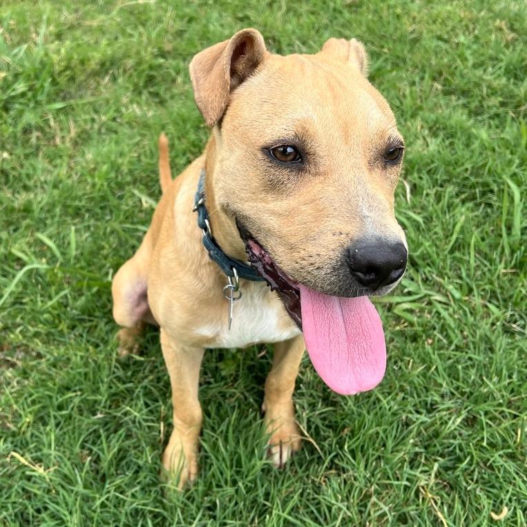 Enlarge Peggy Schuyler, a Adoptable Mixed Breed in Chattanooga, TN image 3/6