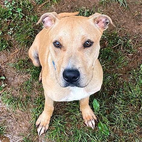 Enlarge Peggy Schuyler, a Adoptable Mixed Breed in Chattanooga, TN image 4/6