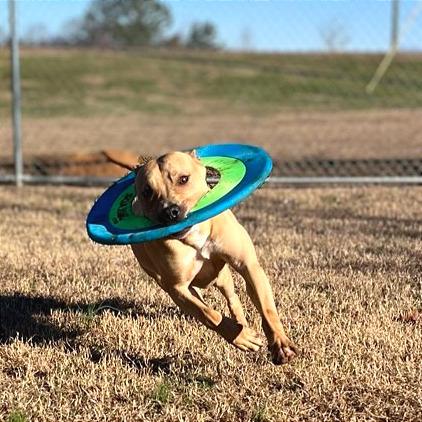 Enlarge Peggy Schuyler, a Adoptable Mixed Breed in Chattanooga, TN image 5/6