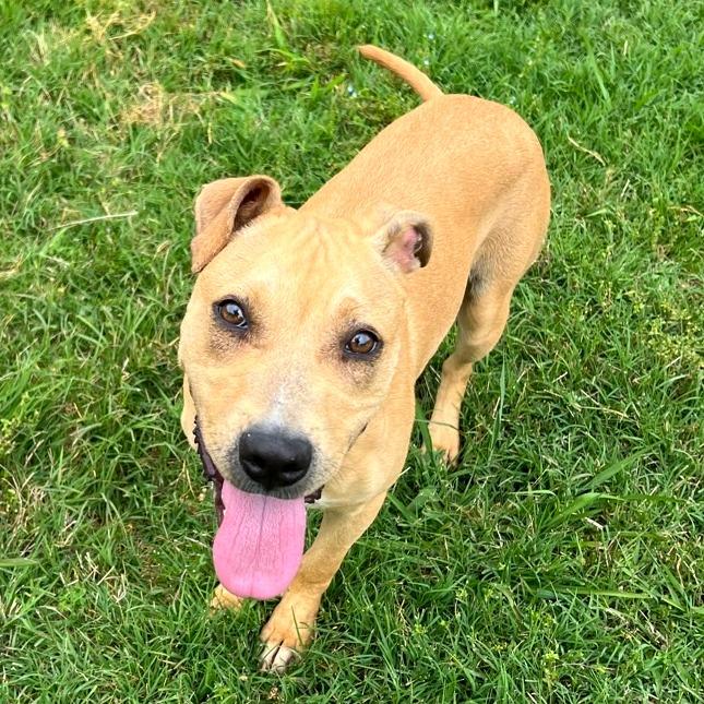 Enlarge Peggy Schuyler, a Adoptable Mixed Breed in Chattanooga, TN image 6/6