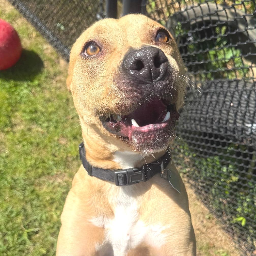 Peggy Schuyler, a Adoptable Mixed Breed in Chattanooga, TN image 5/6