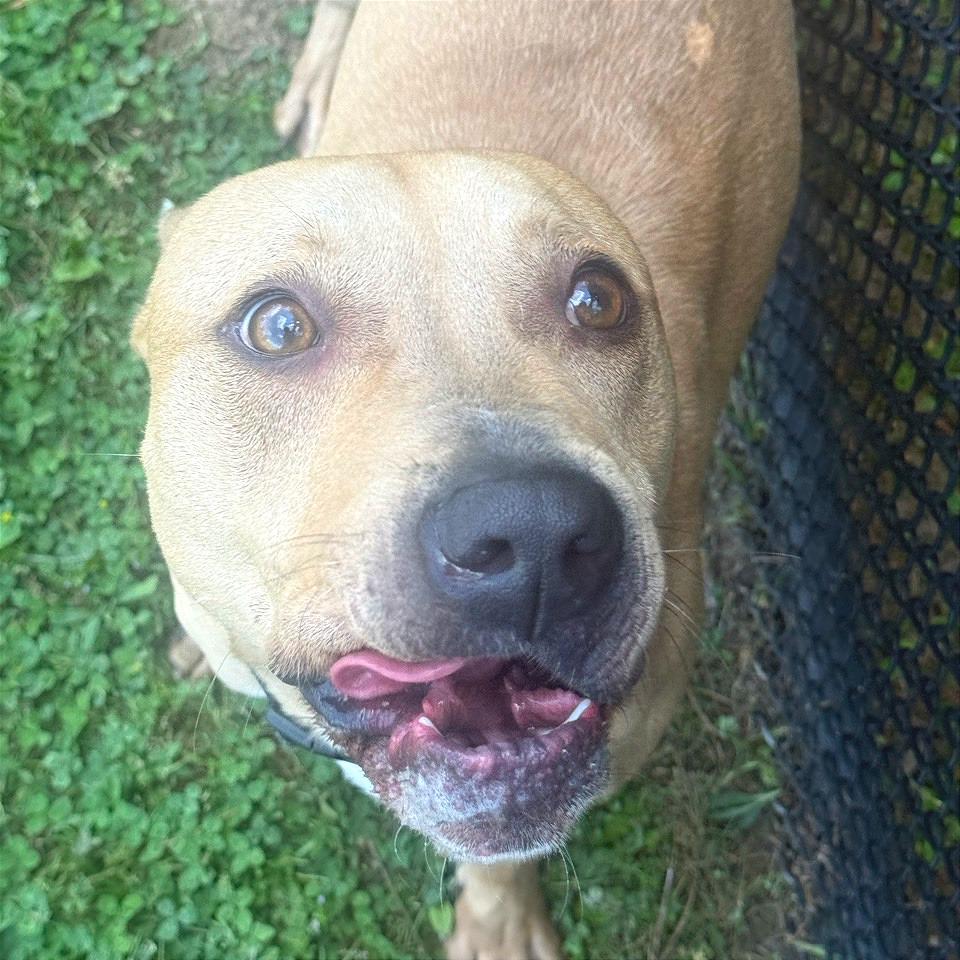 Peggy Schuyler, a Adoptable Mixed Breed in Chattanooga, TN image 6/6
