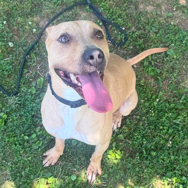 Enlarge Peggy Schuyler, a Adoptable Mixed Breed in Chattanooga, TN image 5/6