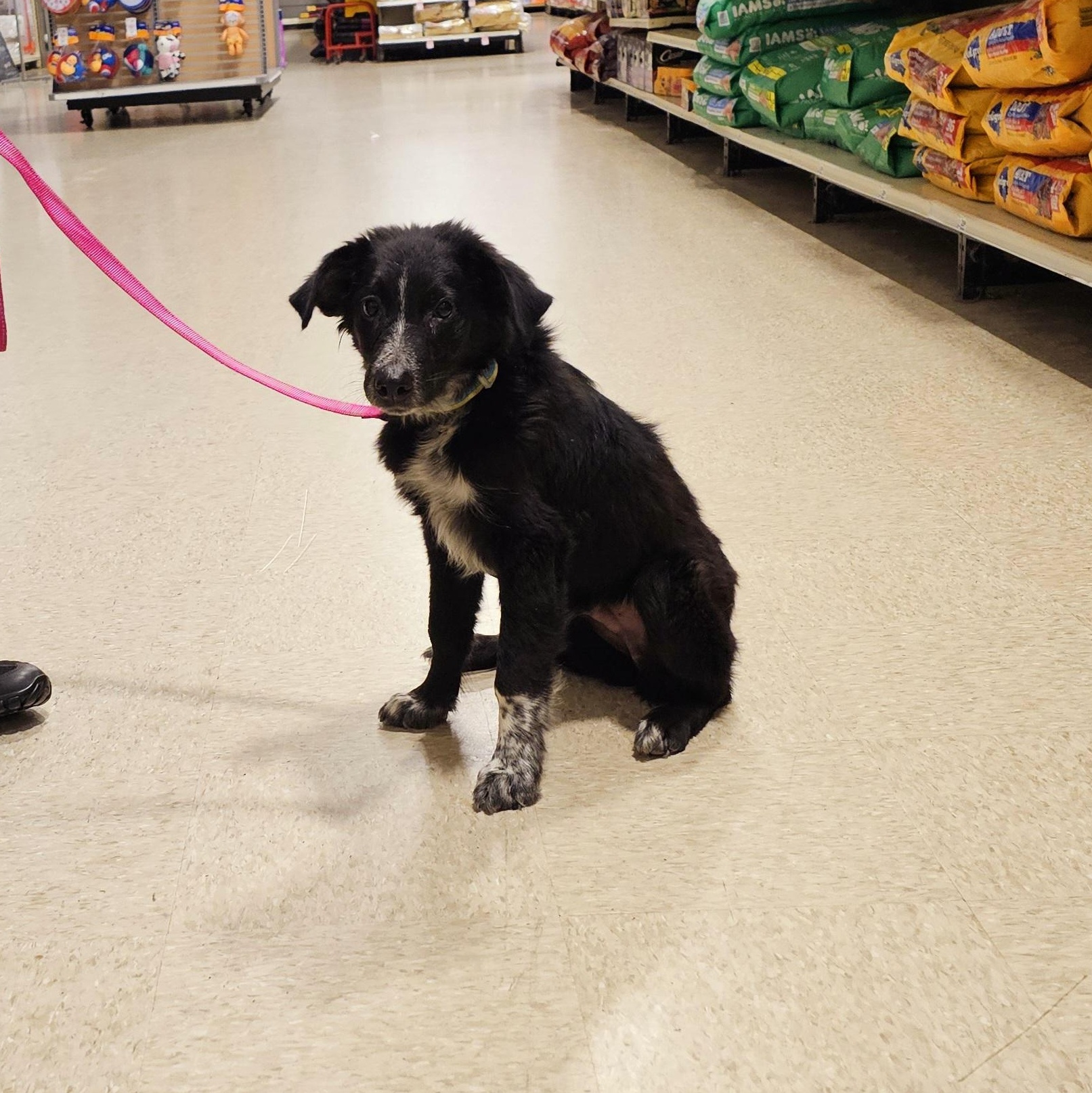 Onyx, a Adoptable mixed breed in Tylertown, MS image 1/4