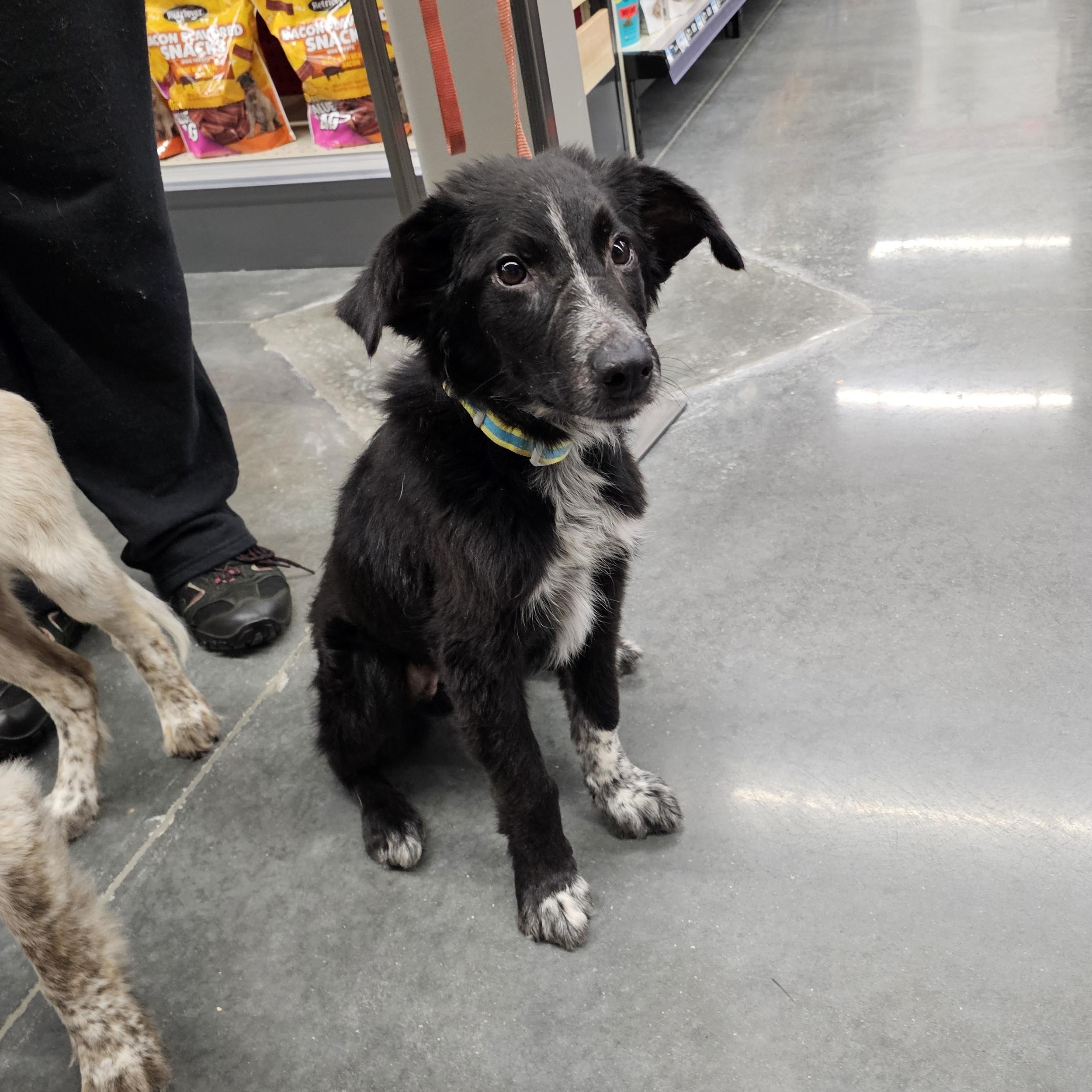 Onyx, a Adoptable mixed breed in Tylertown, MS image 2/4