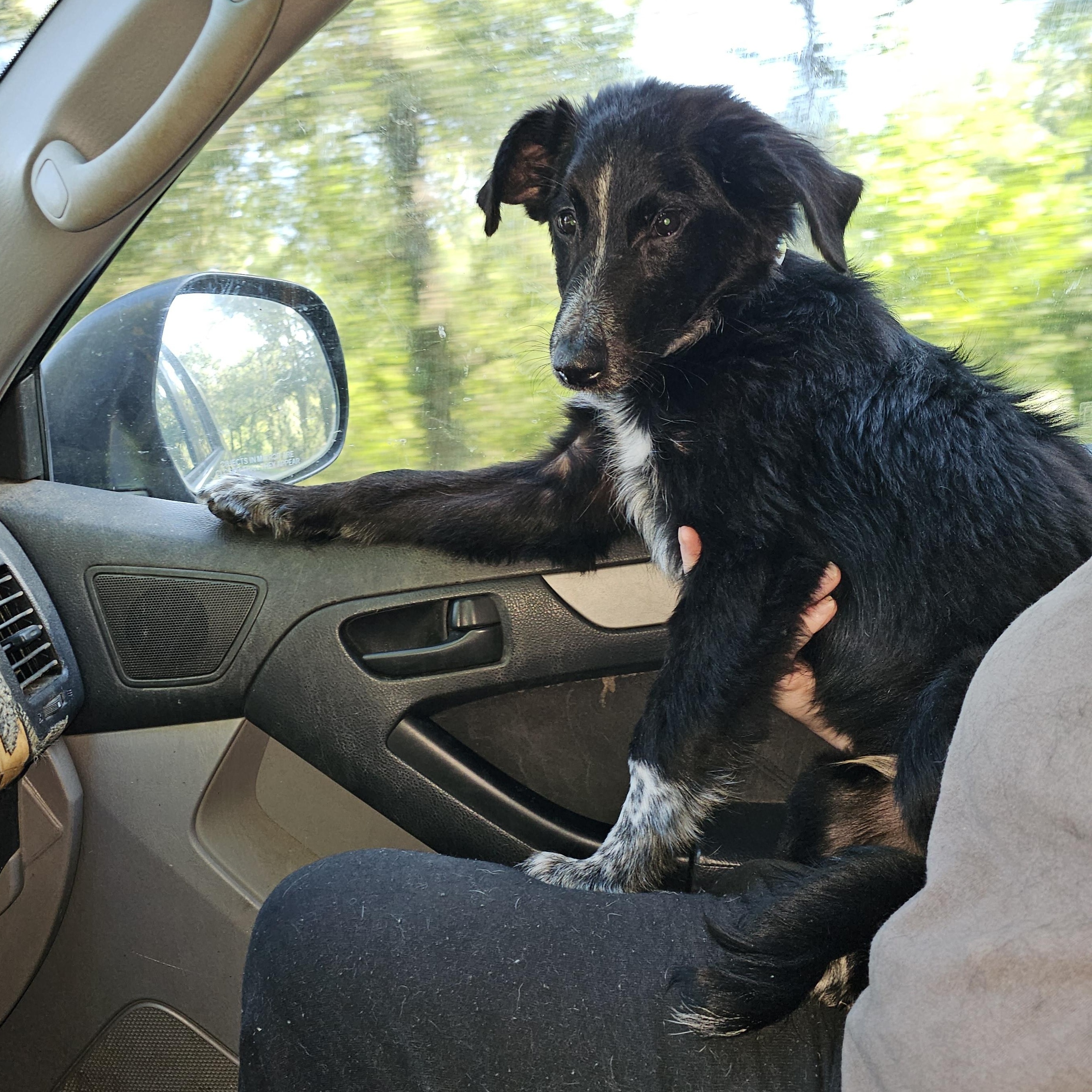 Onyx, a Adoptable mixed breed in Tylertown, MS image 3/4
