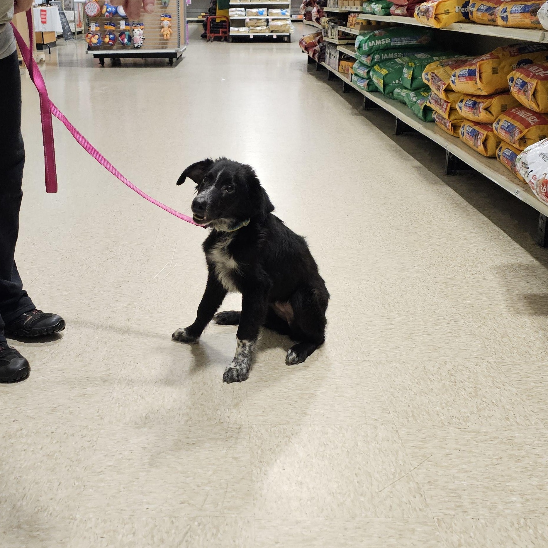 Onyx, a Adoptable mixed breed in Tylertown, MS image 4/4