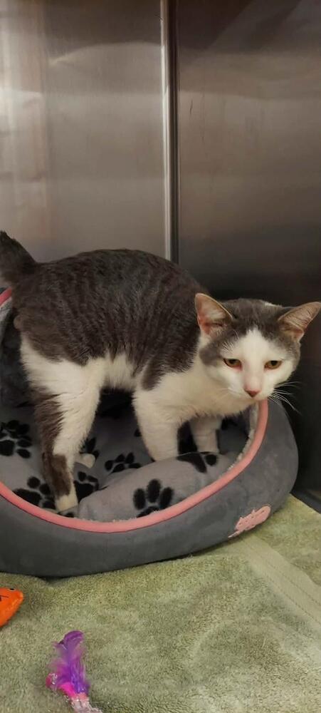 Limerick, Adoptable, Young Male Domestic Short Hair.