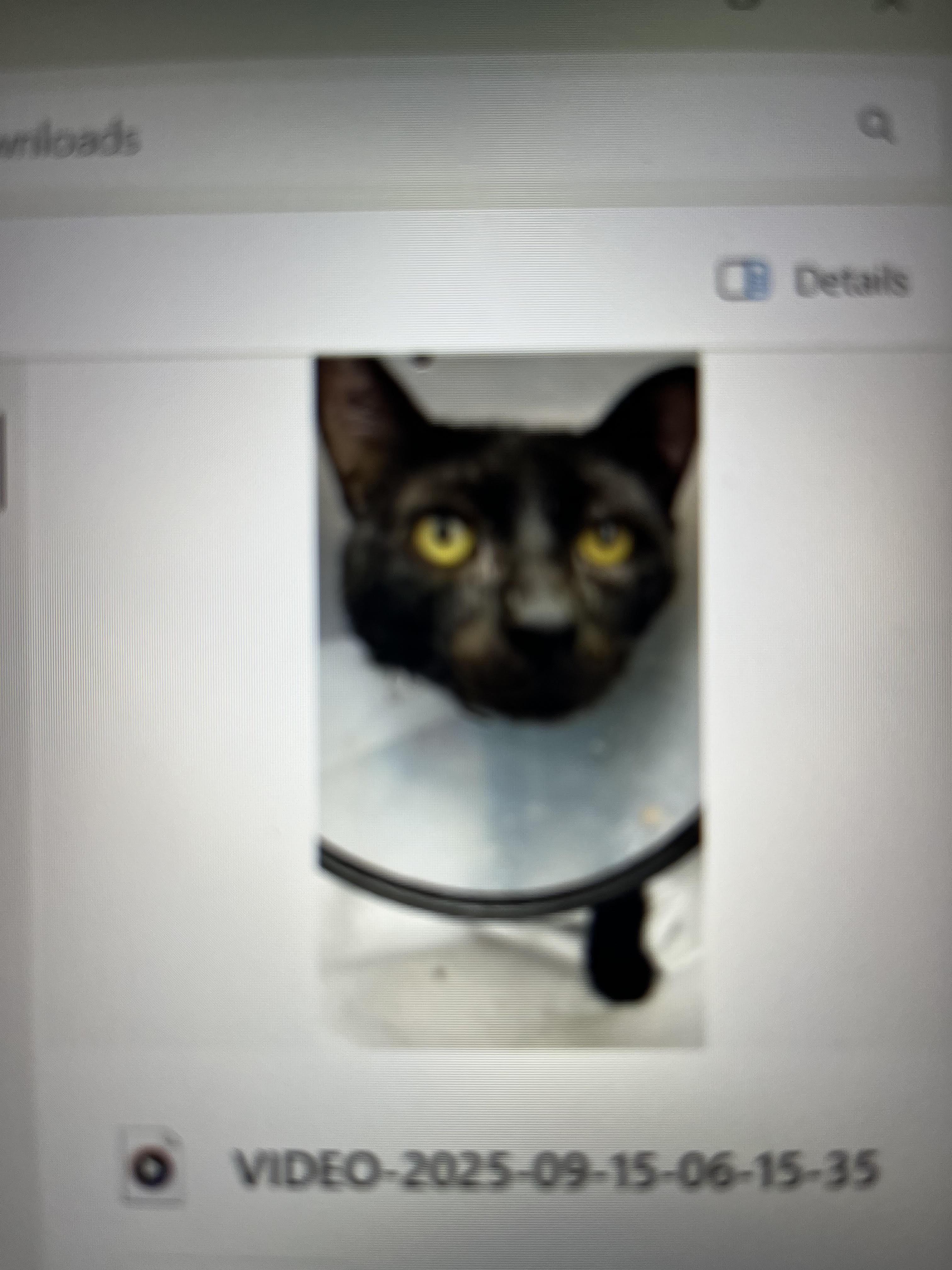 Enlarge Lango (special needs), a Adoptable British Shorthair in Snow Hill, MD image 3/4