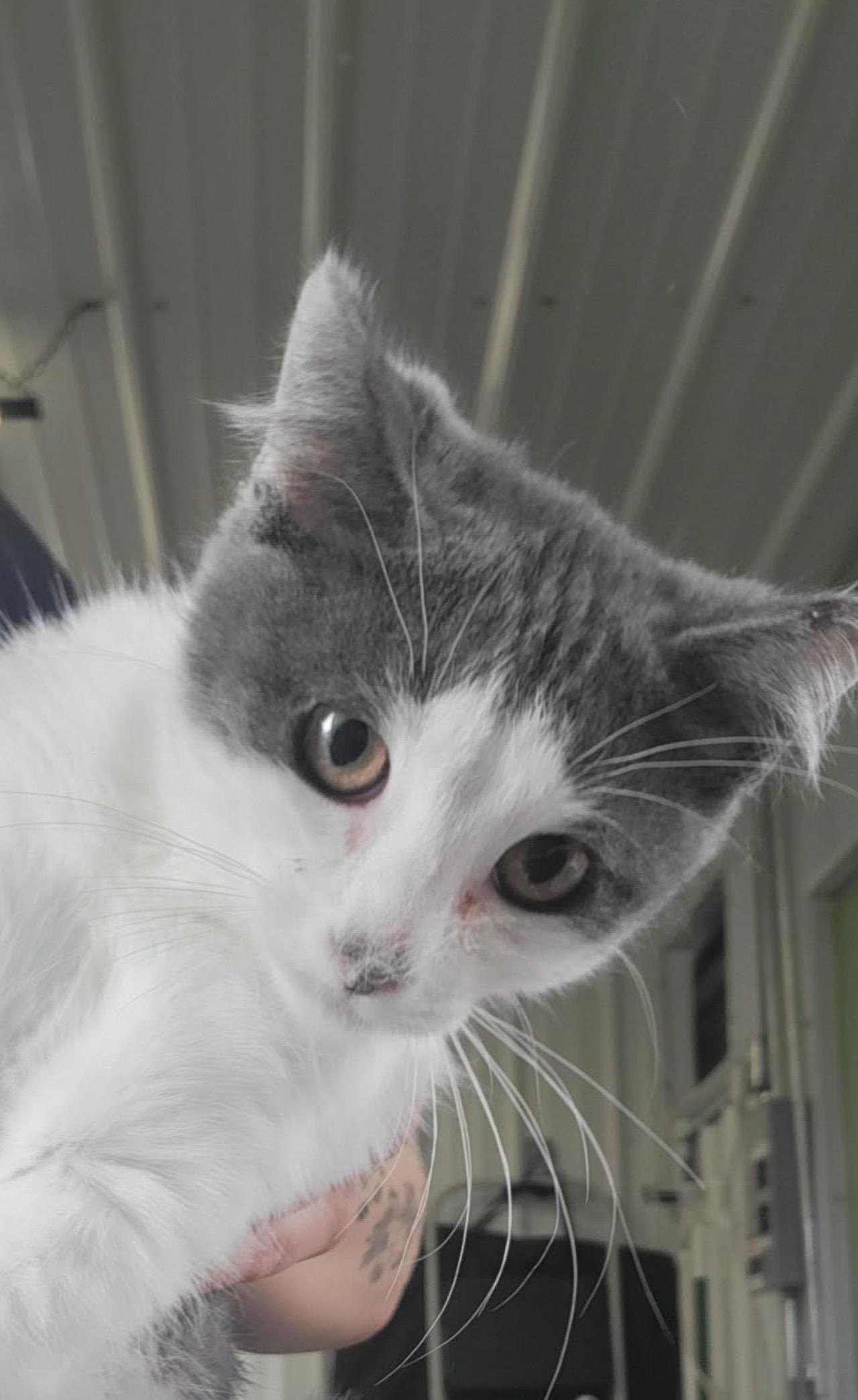 Stealthy, adopted, Young Male Domestic Short Hair.