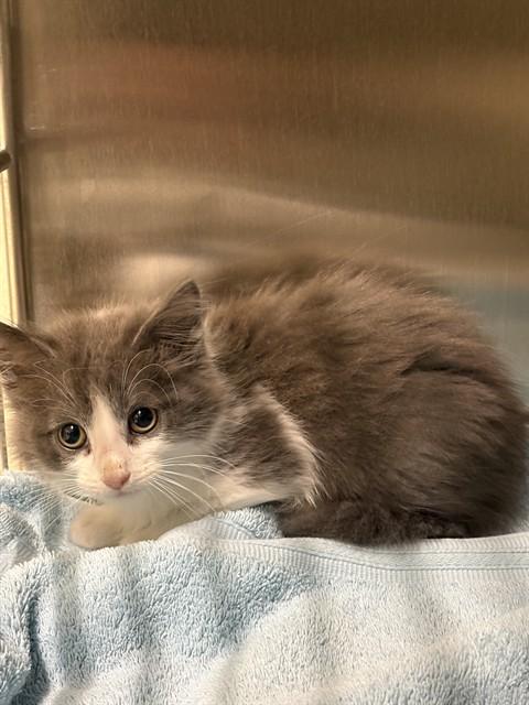 PASTRY, Adoptable, Kitten Male Domestic Medium Hair.