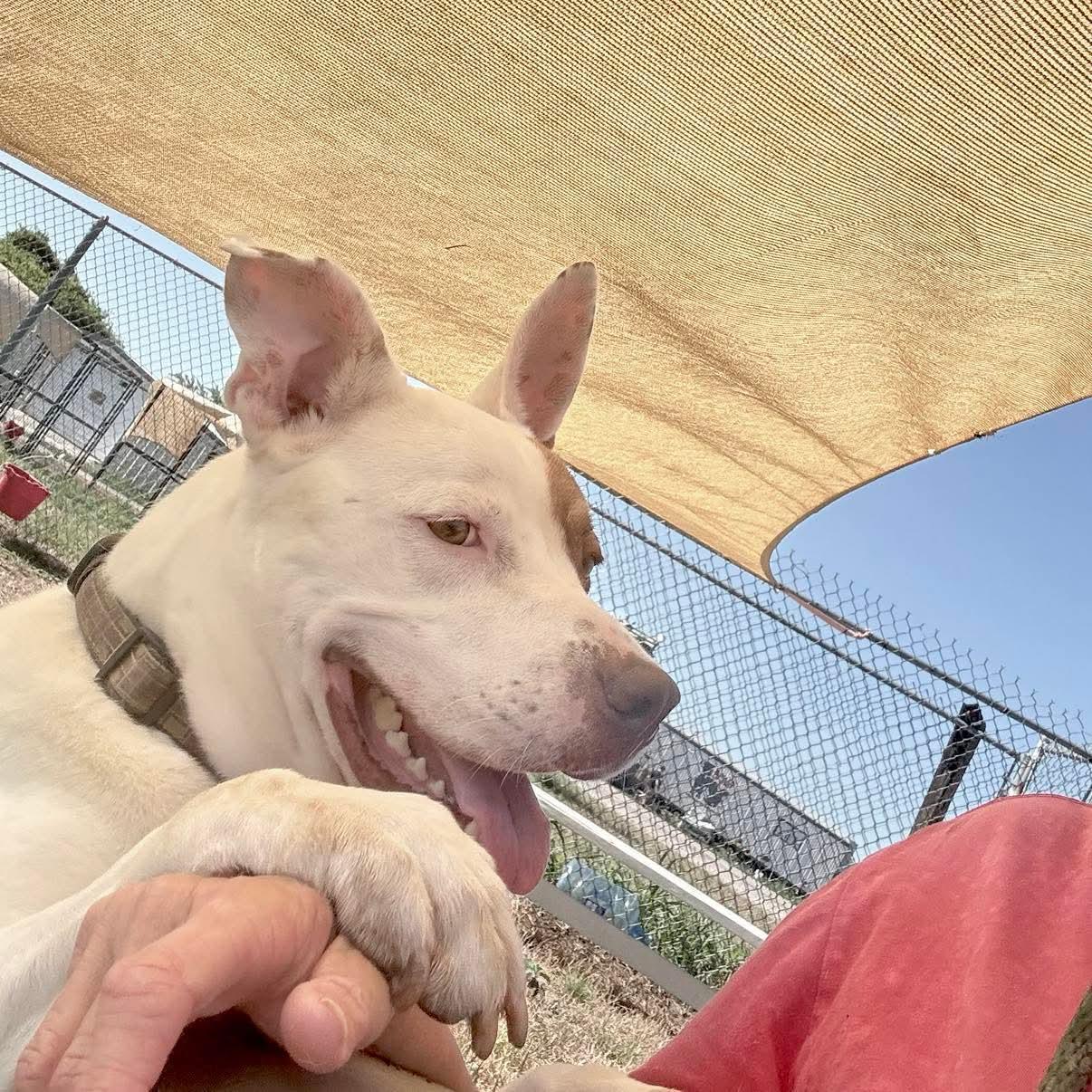 Enlarge *Han Solo, a Adoptable mixed breed in Justin, TX image 5/6