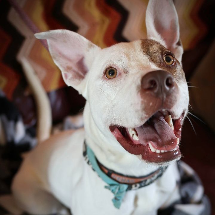 Enlarge *Han Solo, a Adoptable mixed breed in Justin, TX image 2/4