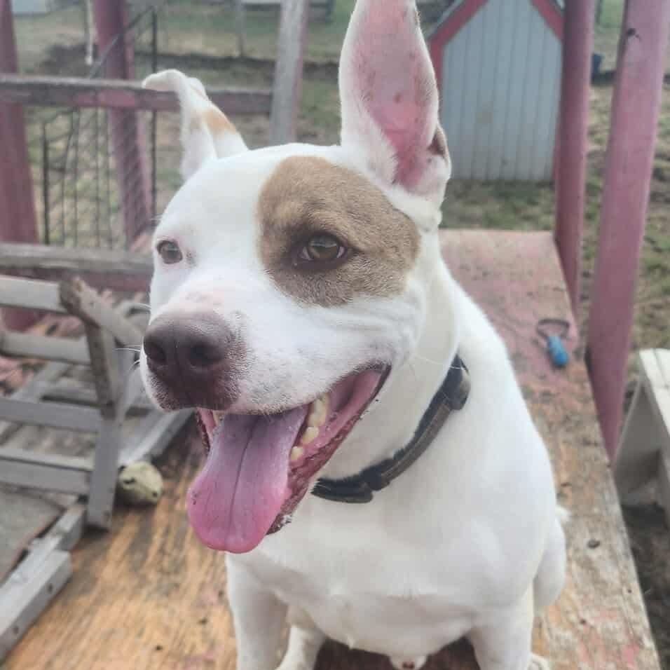 Enlarge *Han Solo, a Adoptable mixed breed in Justin, TX image 6/6
