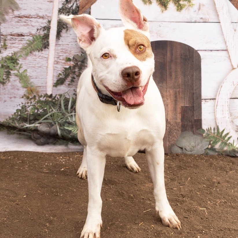 Enlarge *Han Solo, a Adoptable mixed breed in Justin, TX image 3/4