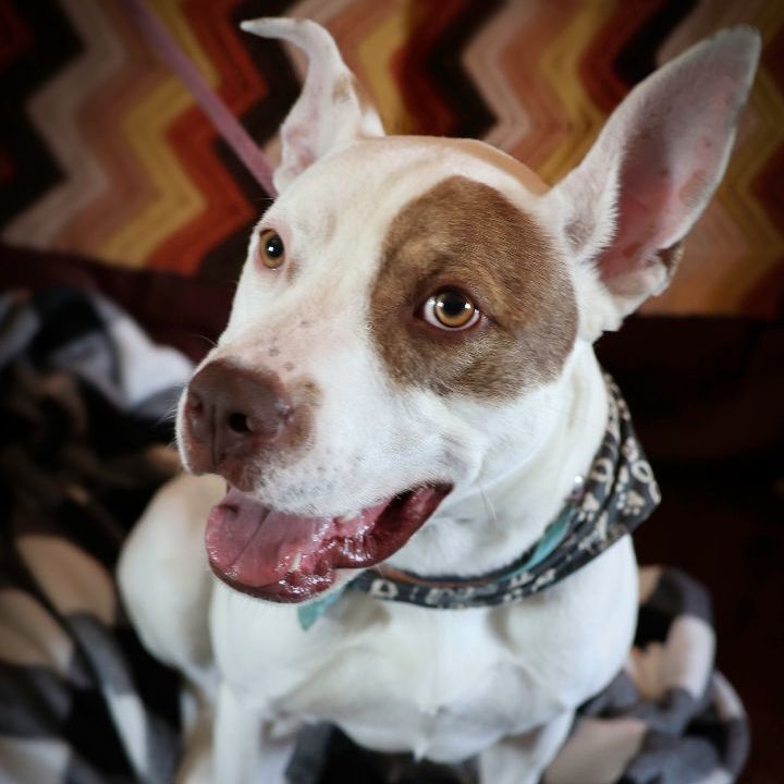 Enlarge *Han Solo, a Adoptable mixed breed in Justin, TX image 4/4