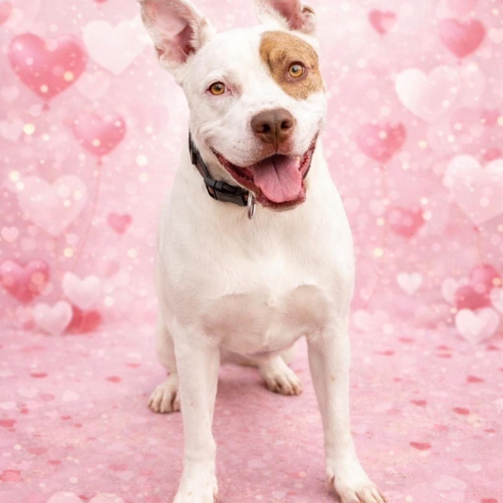 *Han Solo, Adoptable, Adult Male Pit Bull Terrier.